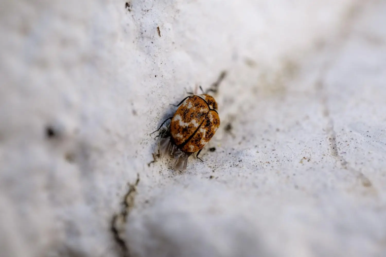 Bed Bug Removal