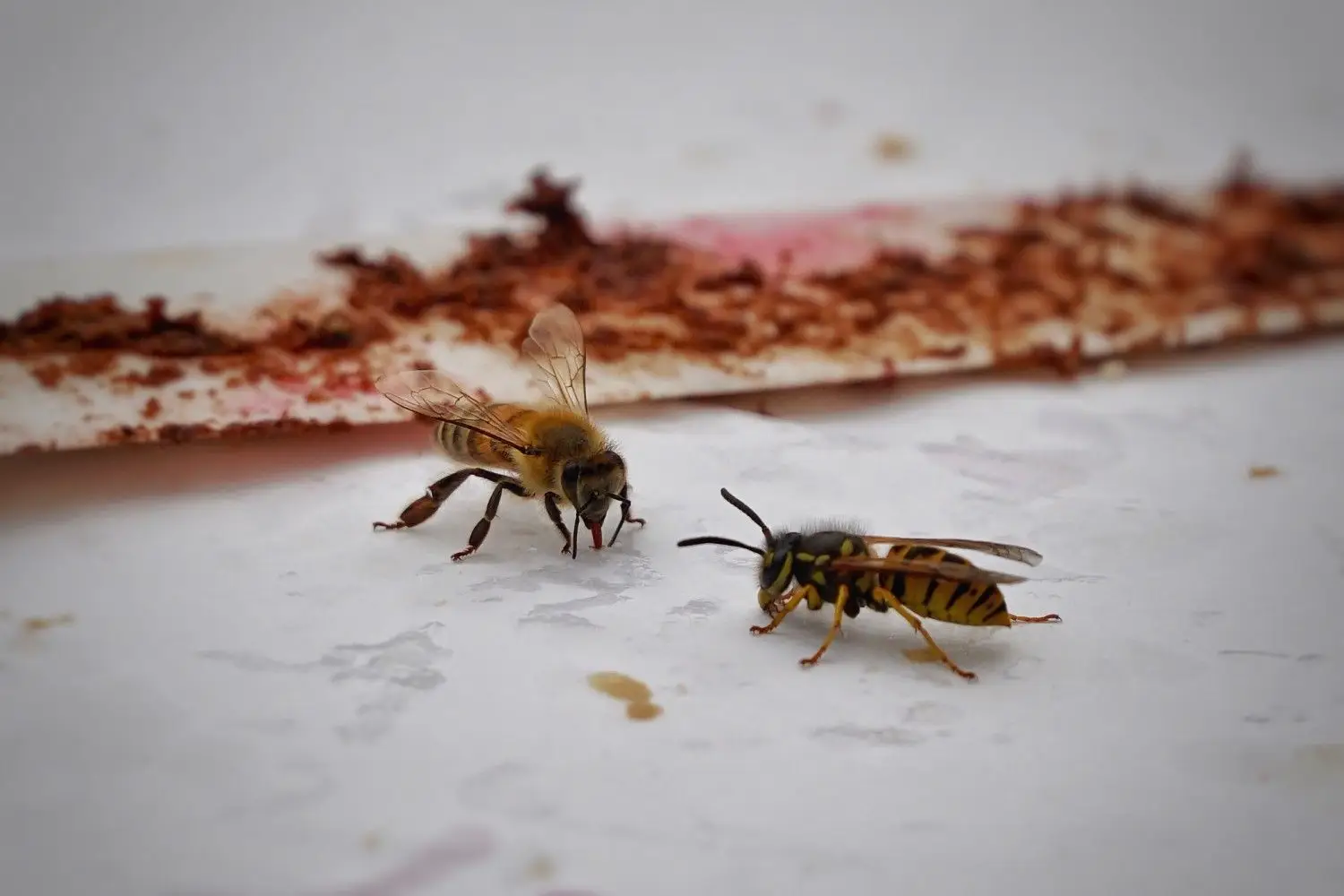 Bee Elimination
