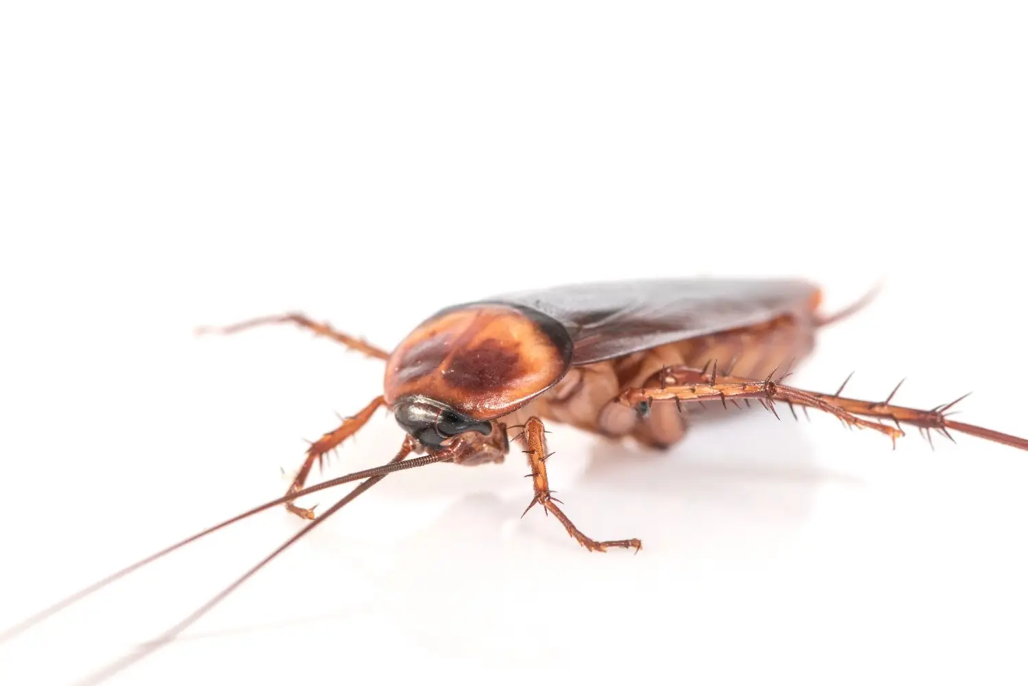 Cockroach Elimination