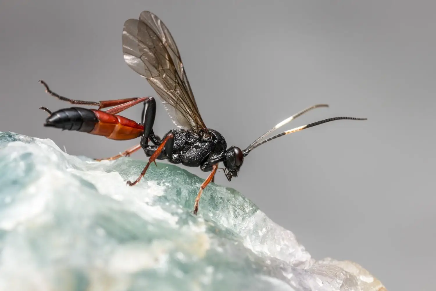 Insect Control