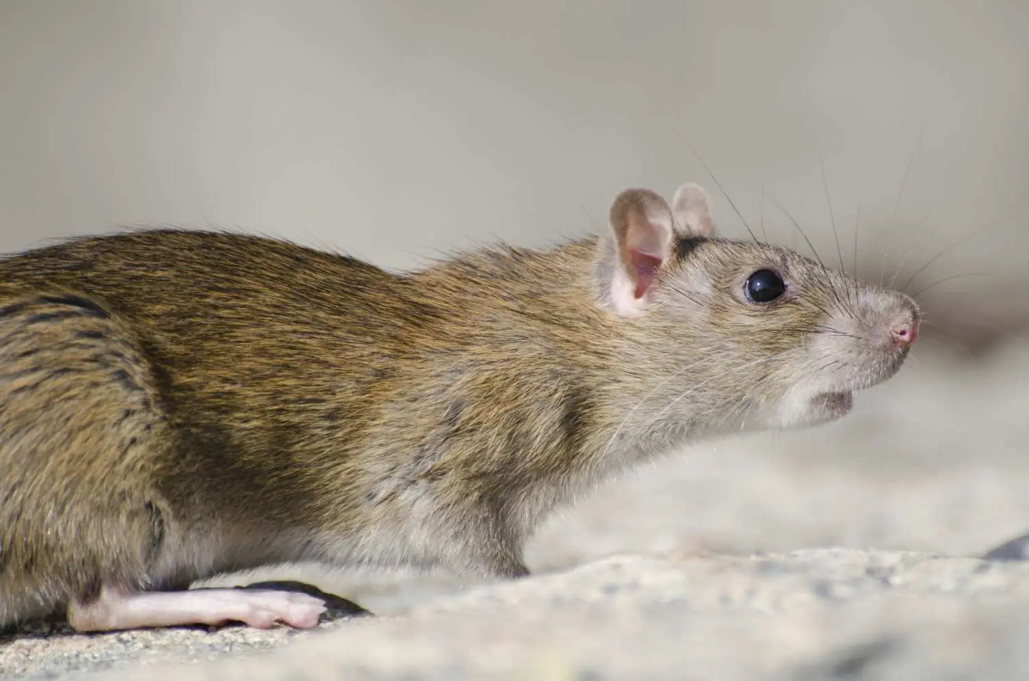 Rodent Removal