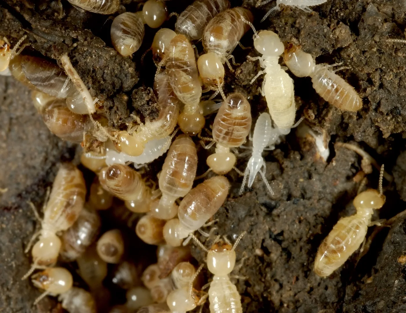 Termite Treatment